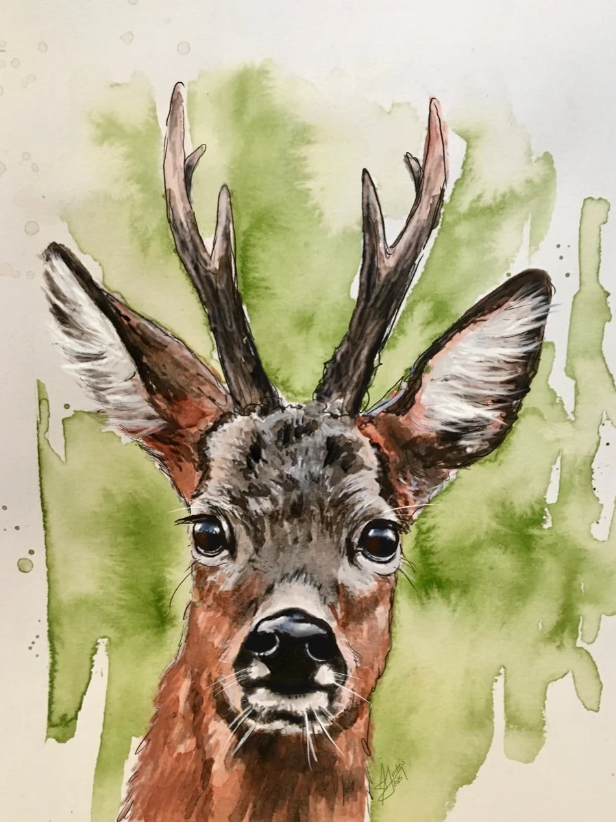 Rehbock, Adina Andrés